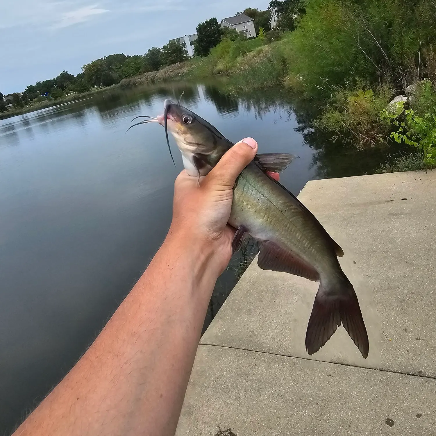 Channel catfish caught on Fishbrain