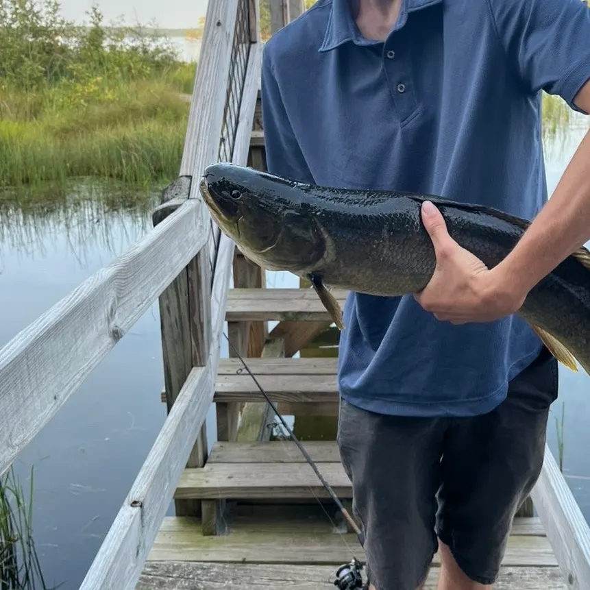 Eyetail bowfin caught on Fishbrain