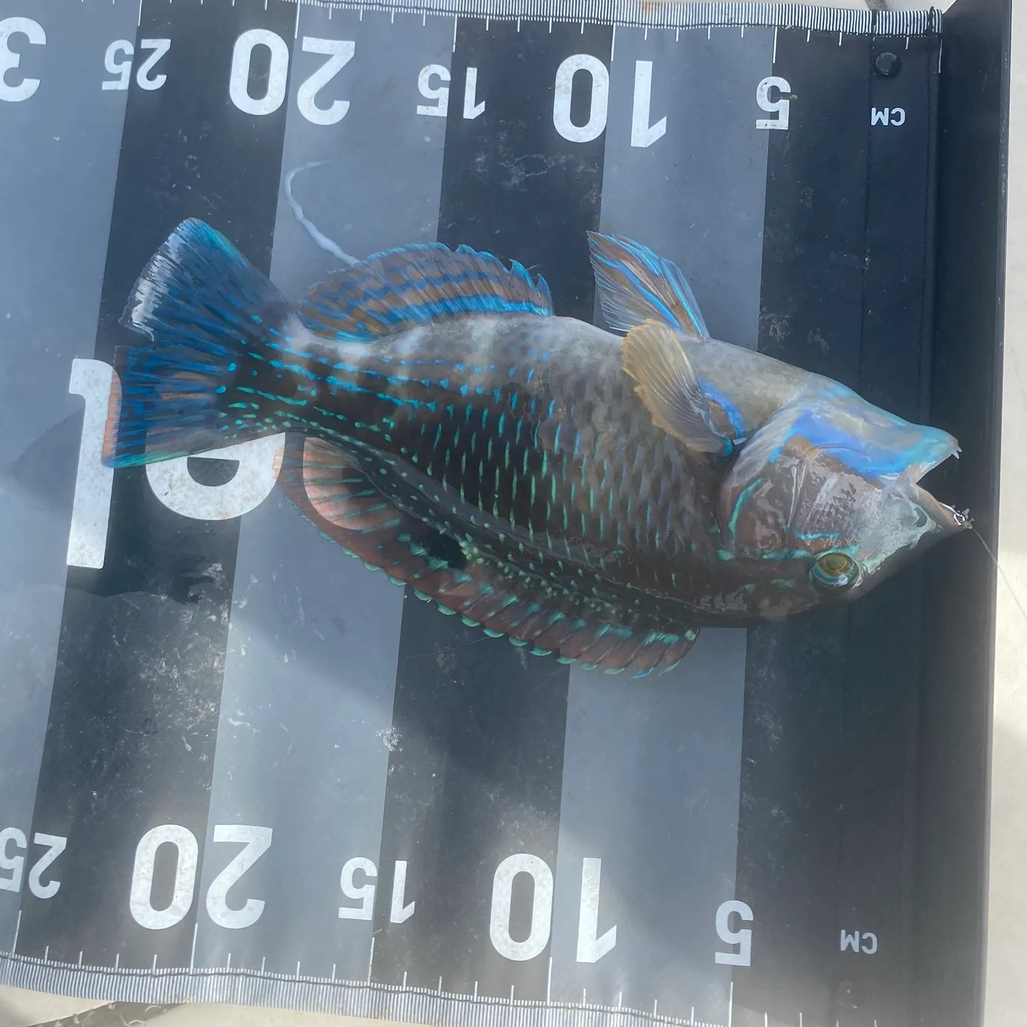 The most recent Common parrotfish catches on Fishbrain