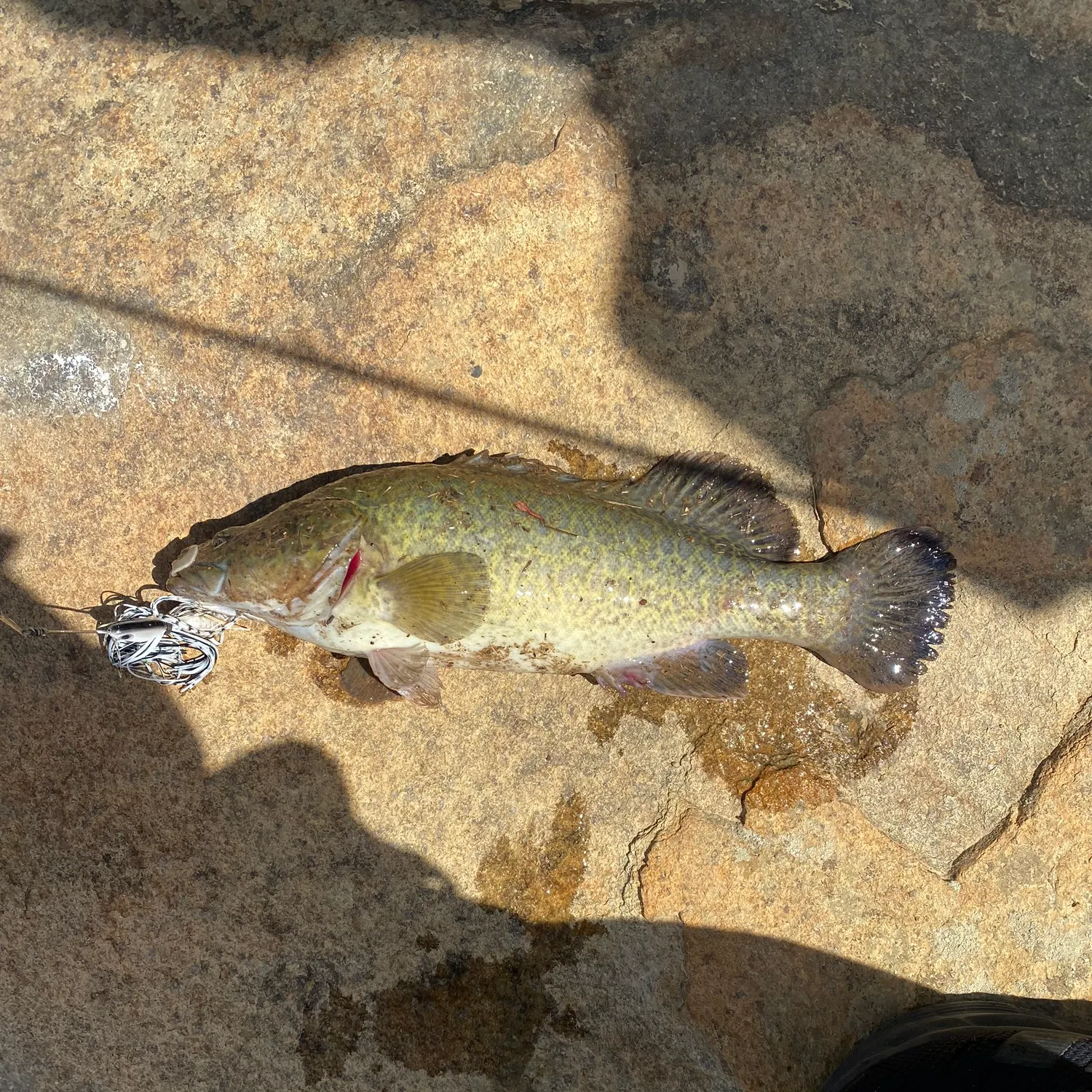 The most recent Murray cod catches on Fishbrain