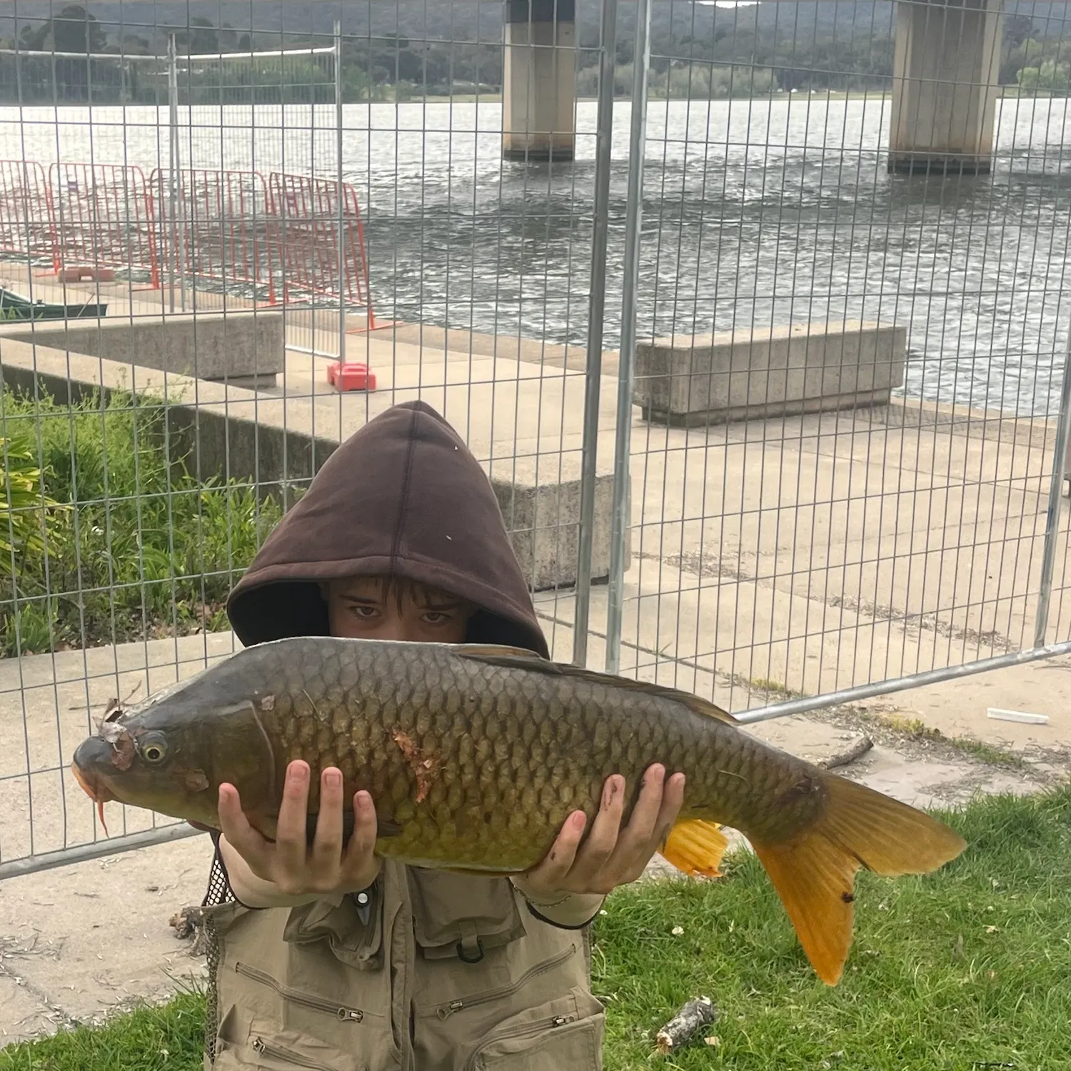 Common carp caught on Fishbrain