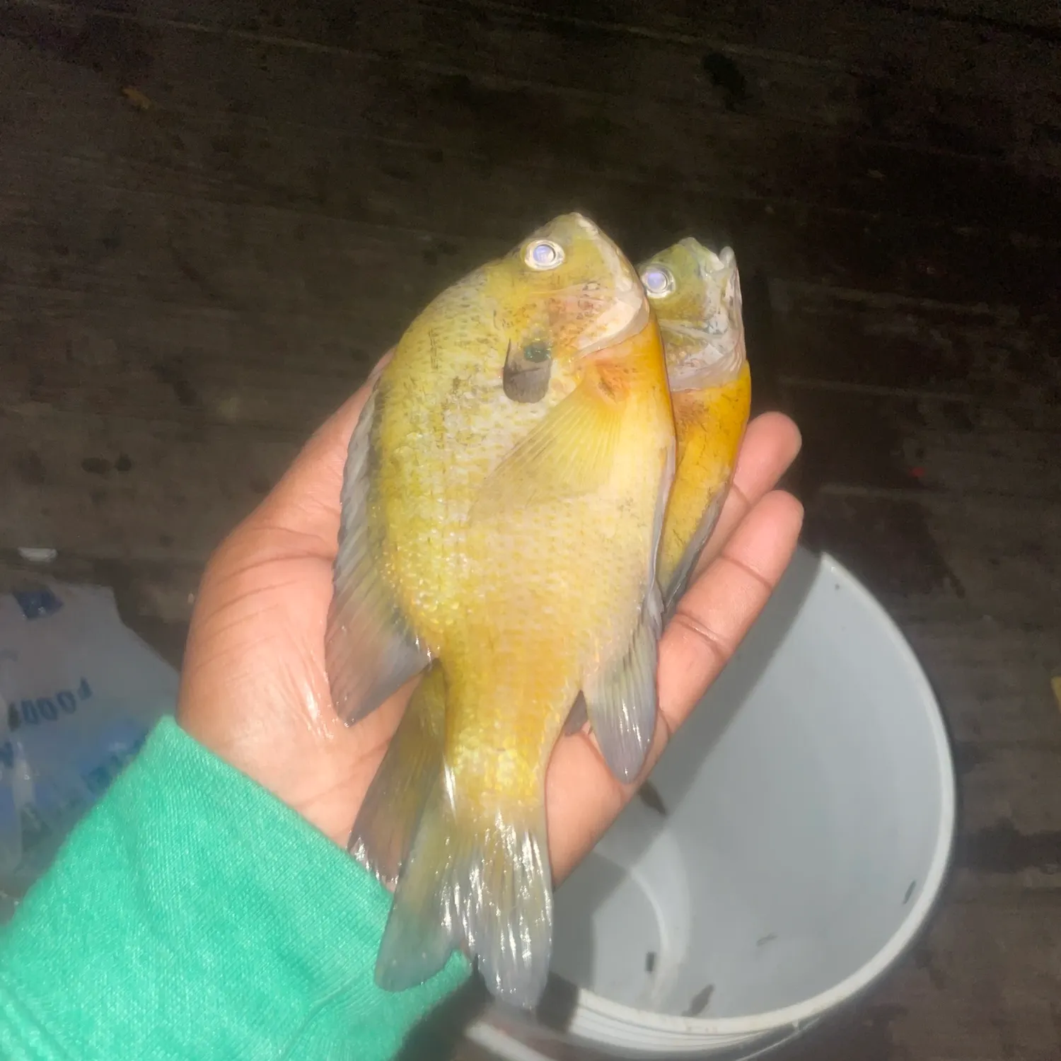 Redbreast sunfish caught on Fishbrain