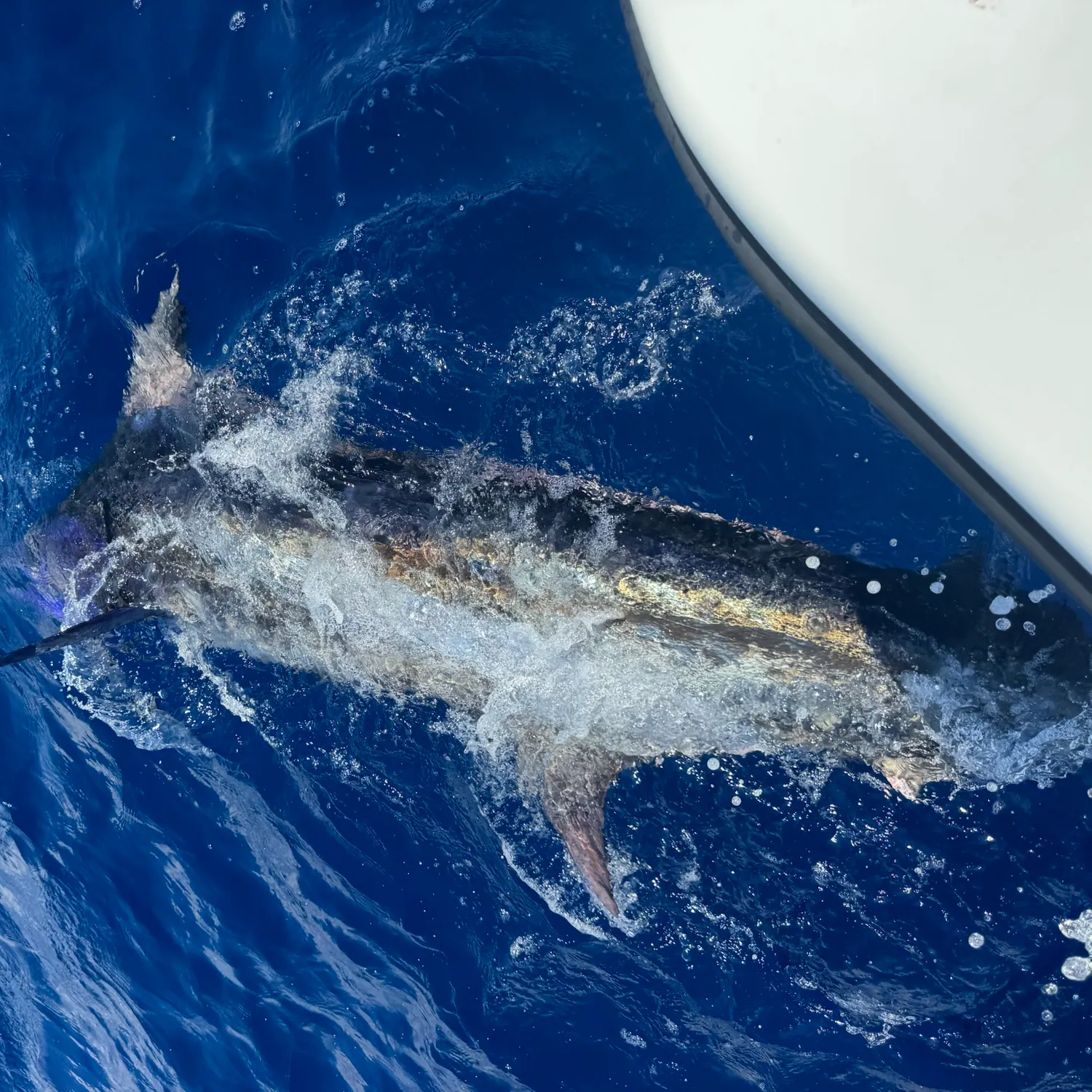The most recent Indo-Pacific blue marlin catches on Fishbrain