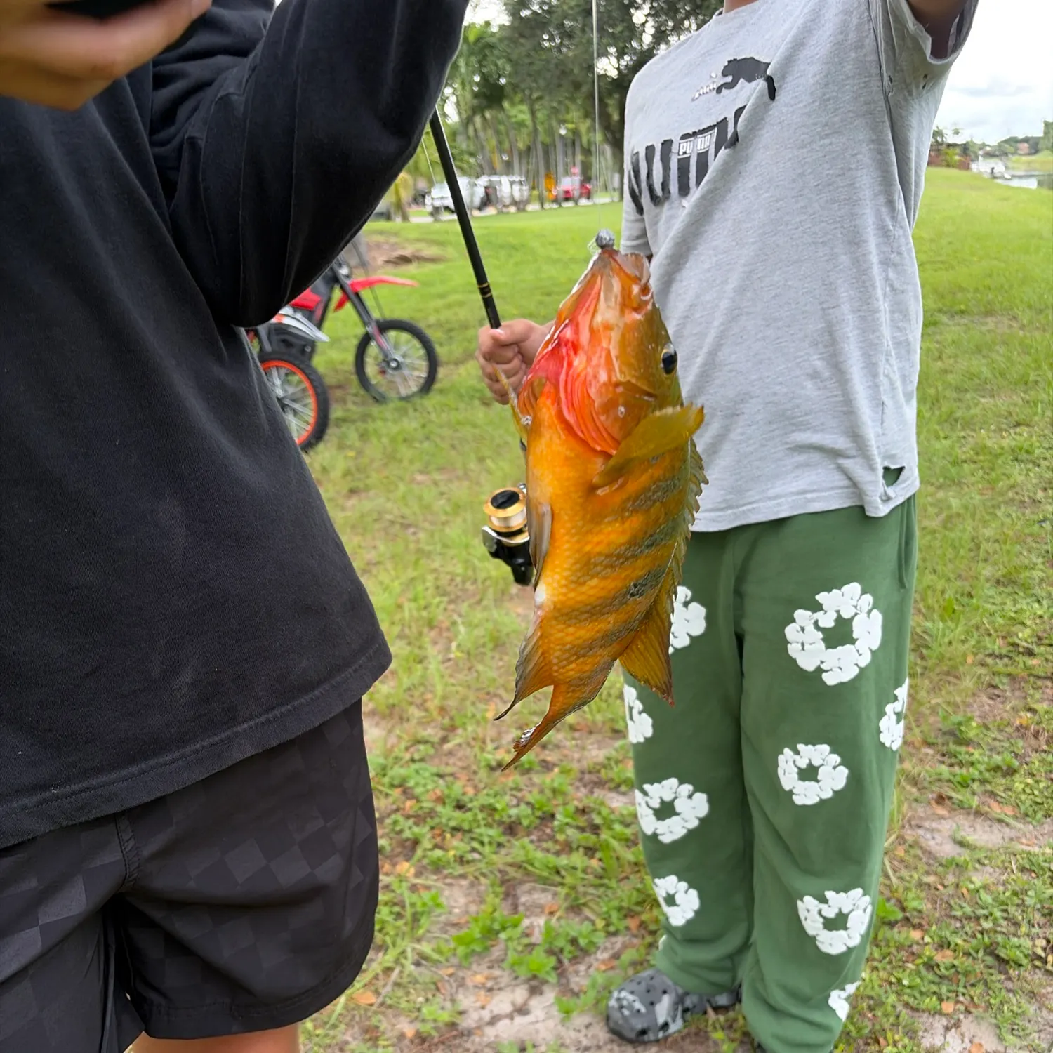 Mayan cichlid caught on Fishbrain
