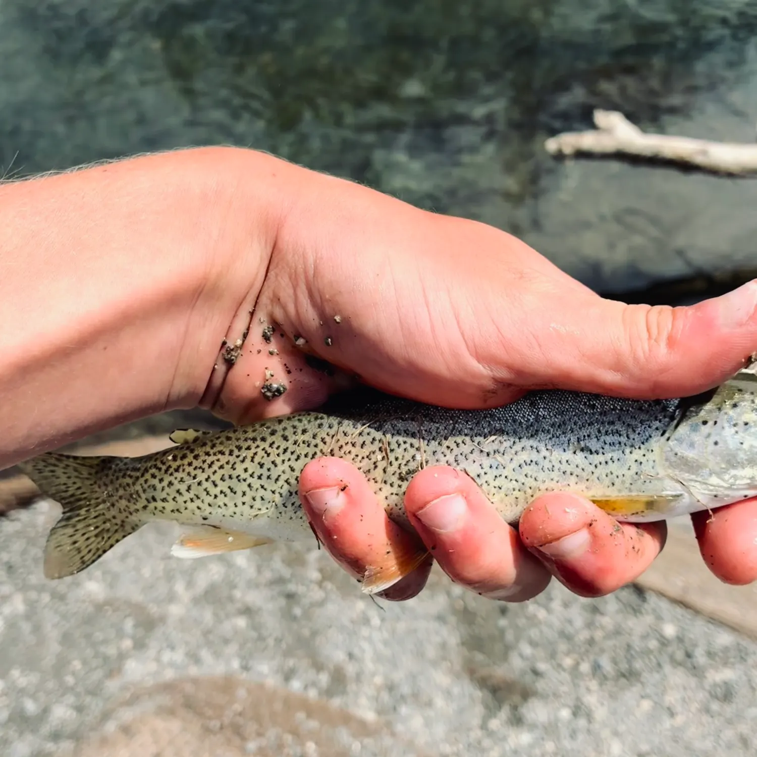 The most recent Coastal cutthroat trout catches on Fishbrain