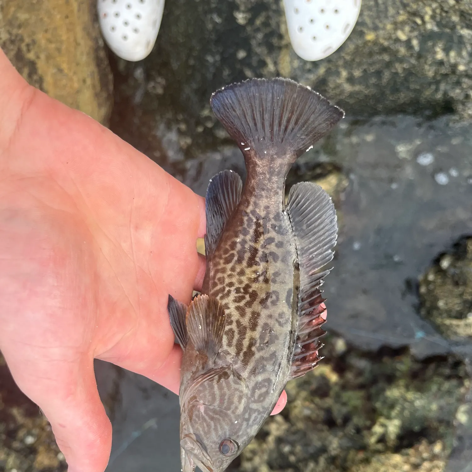 The most recent Black grouper catches on Fishbrain