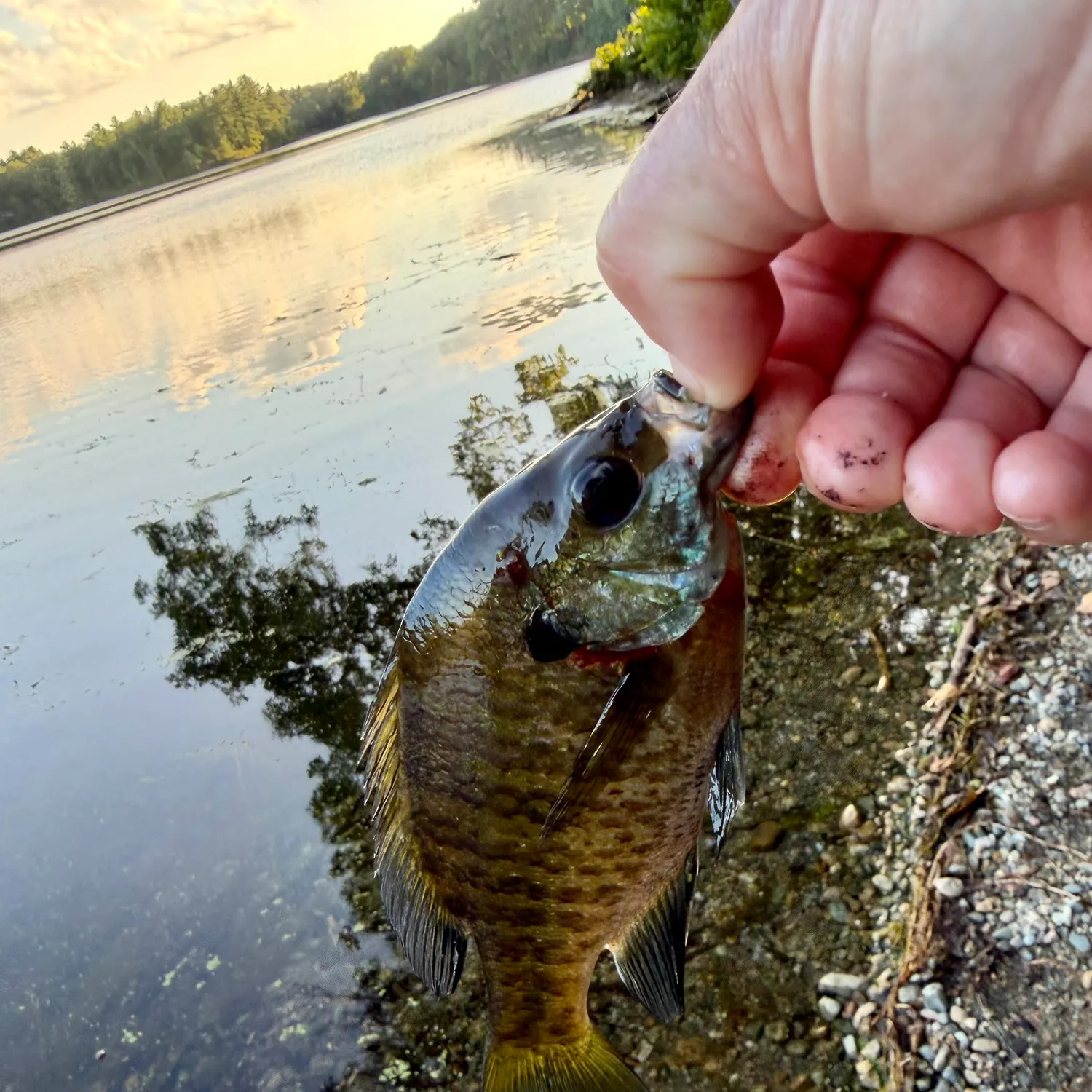 Bluegill caught on Fishbrain