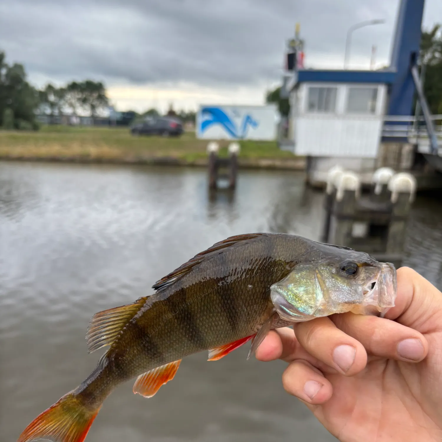 European perch caught on Fishbrain