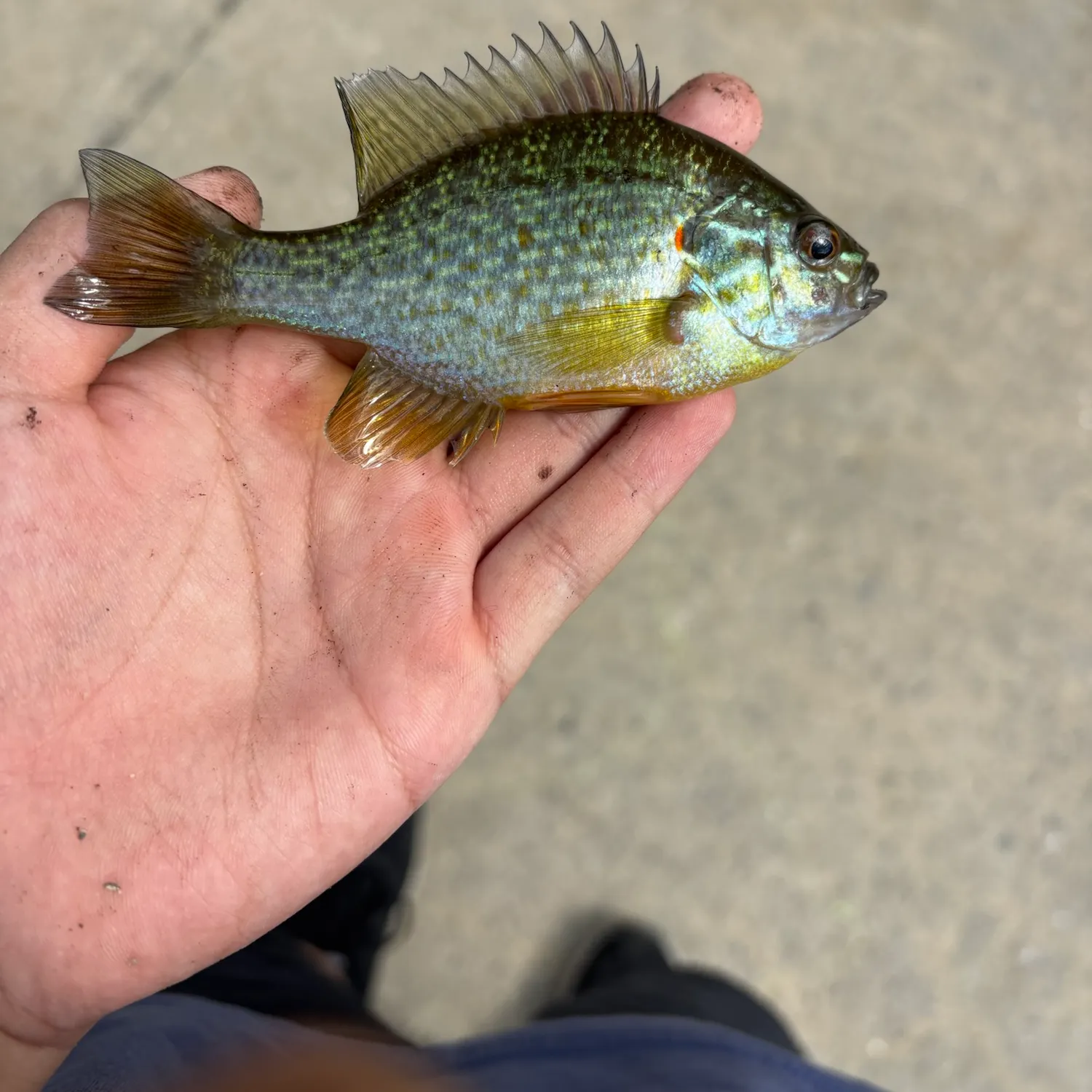 Redear sunfish caught on Fishbrain