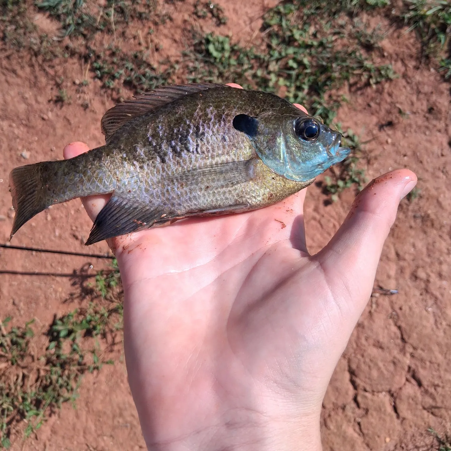Bluegill caught on Fishbrain