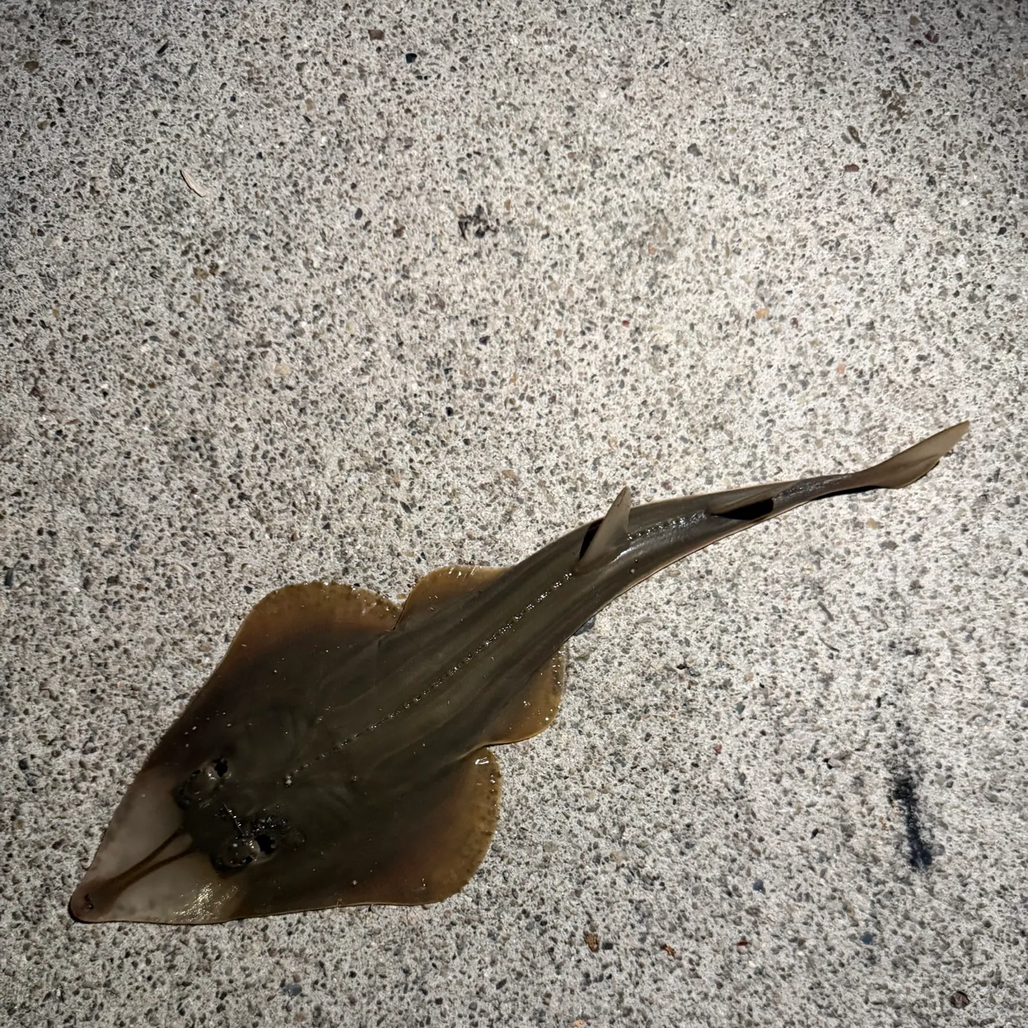 Pacific shovelnose guitarfish caught on Fishbrain