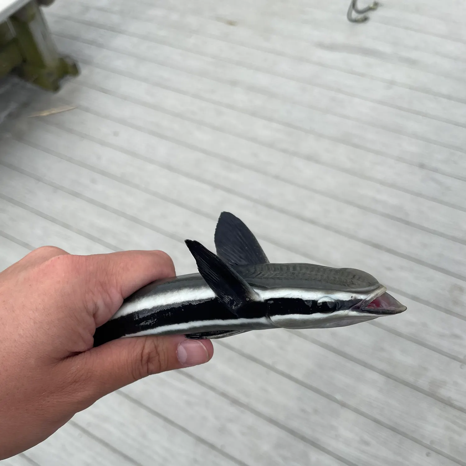The most recent Common remora catches on Fishbrain