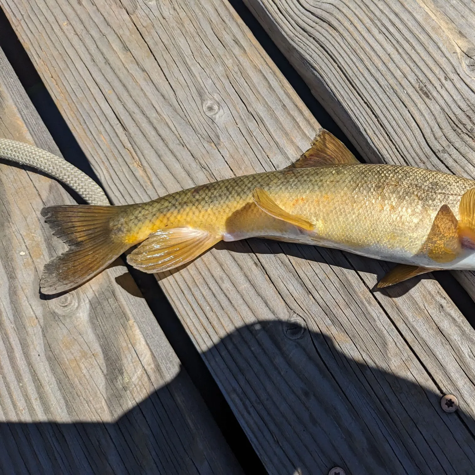 The most recent Sacramento sucker catches on Fishbrain