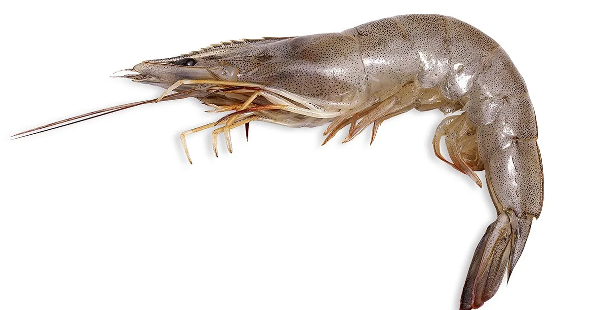 Raw Shrimp (Frozen)