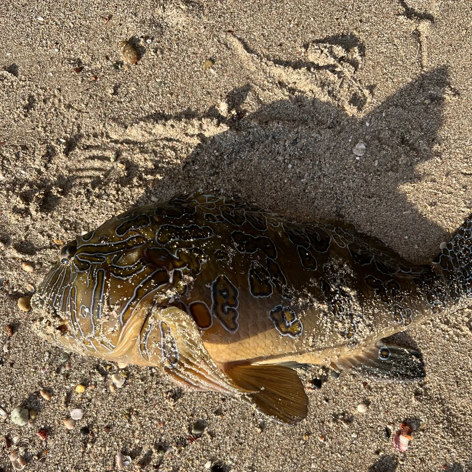 The most recent Spotted grouper catches on Fishbrain