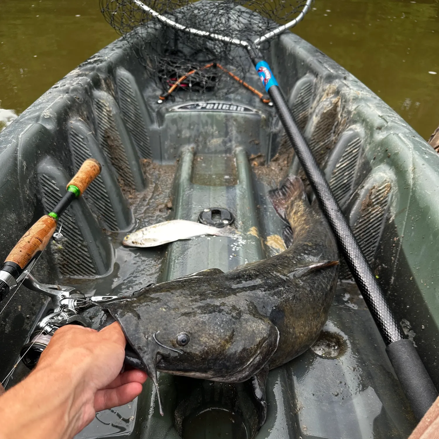 Flathead catfish caught on Fishbrain