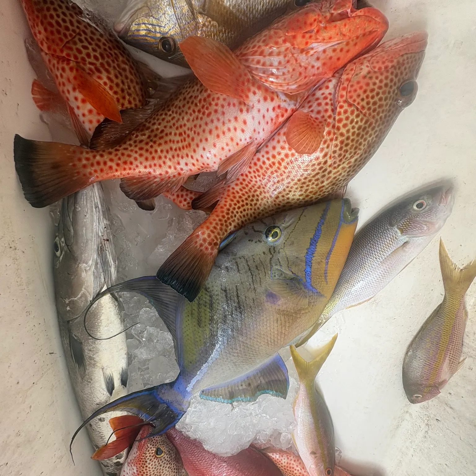 recently logged catches
