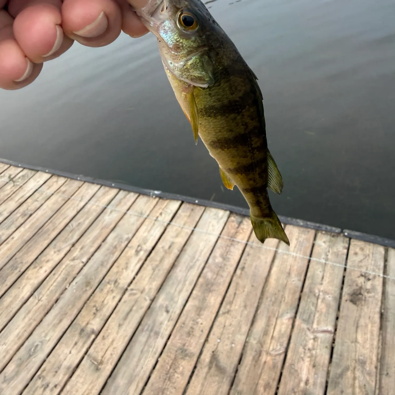 Yellow perch caught on Fishbrain