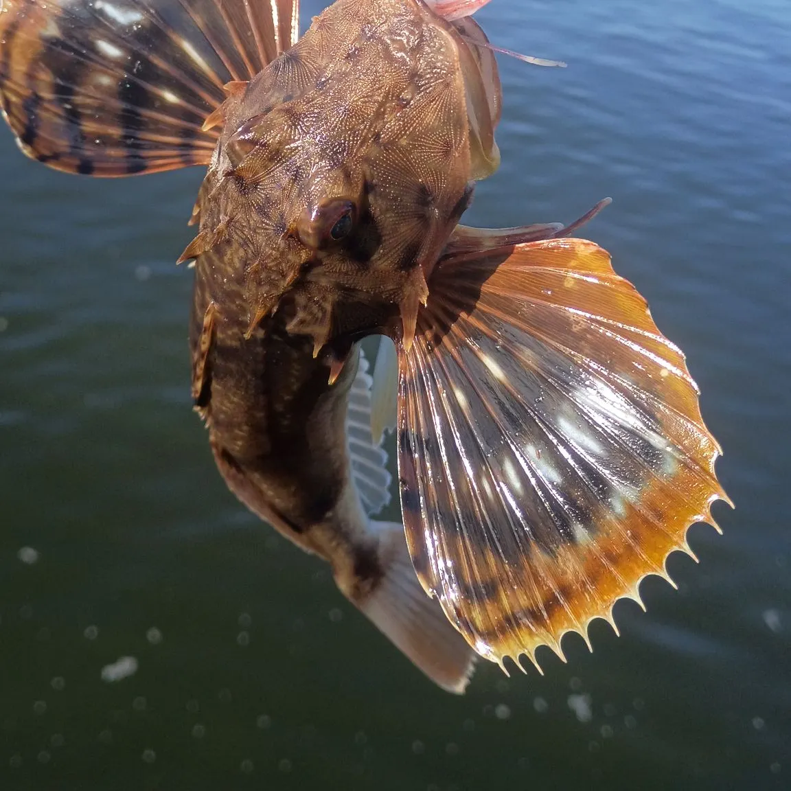 The most recent Striped searobin catches on Fishbrain