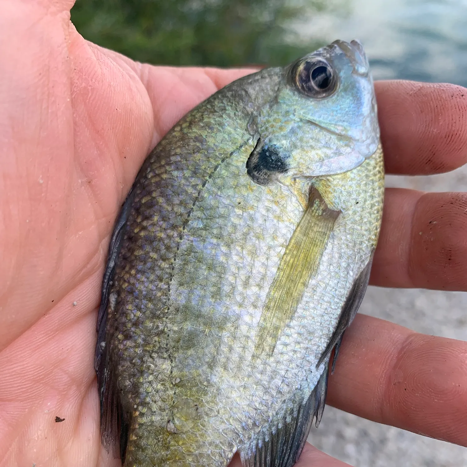 Bluegill caught on Fishbrain