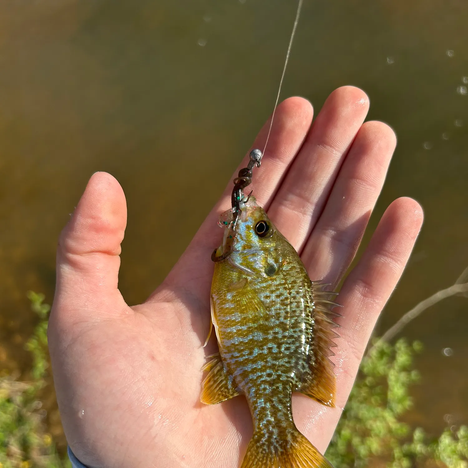 The most recent Pumpkinseed x green sunfish catches on Fishbrain