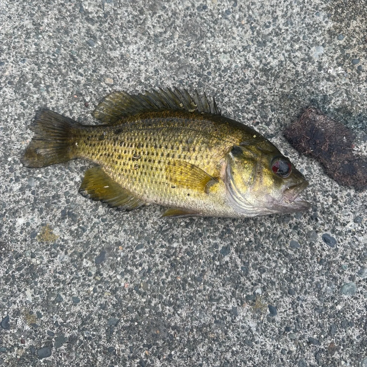 Rock bass caught on Fishbrain
