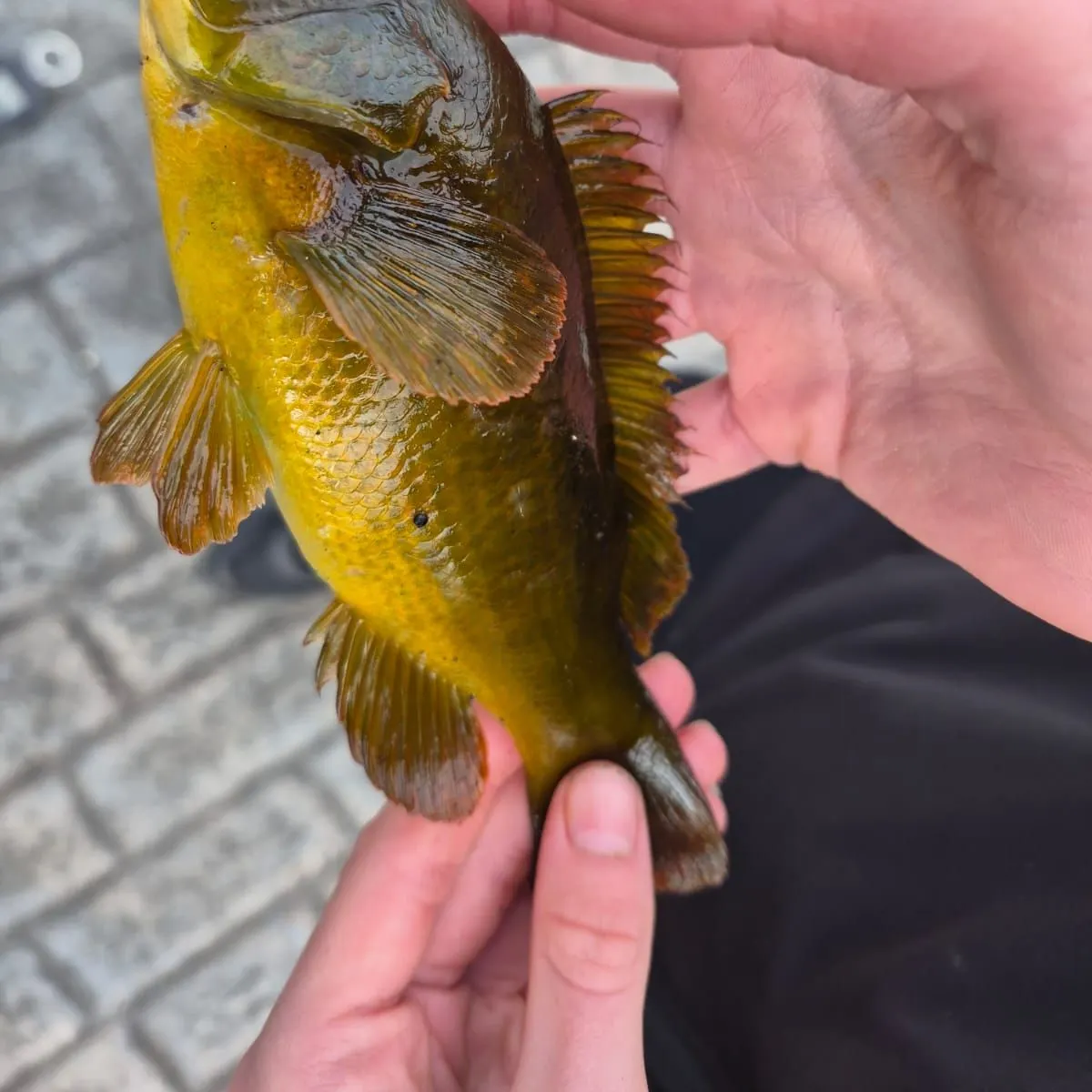 Ballan wrasse caught on Fishbrain