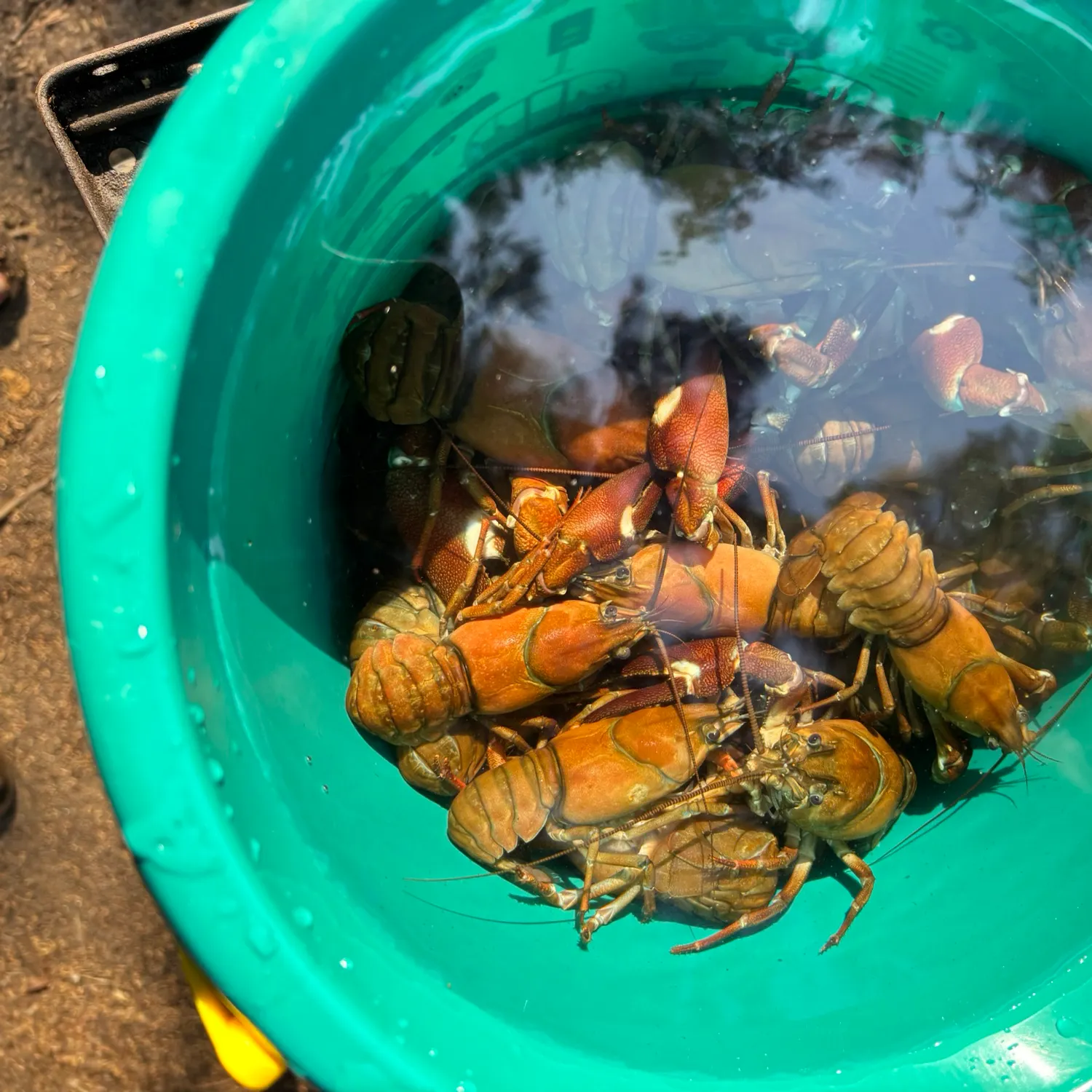 Signal crayfish caught on Fishbrain