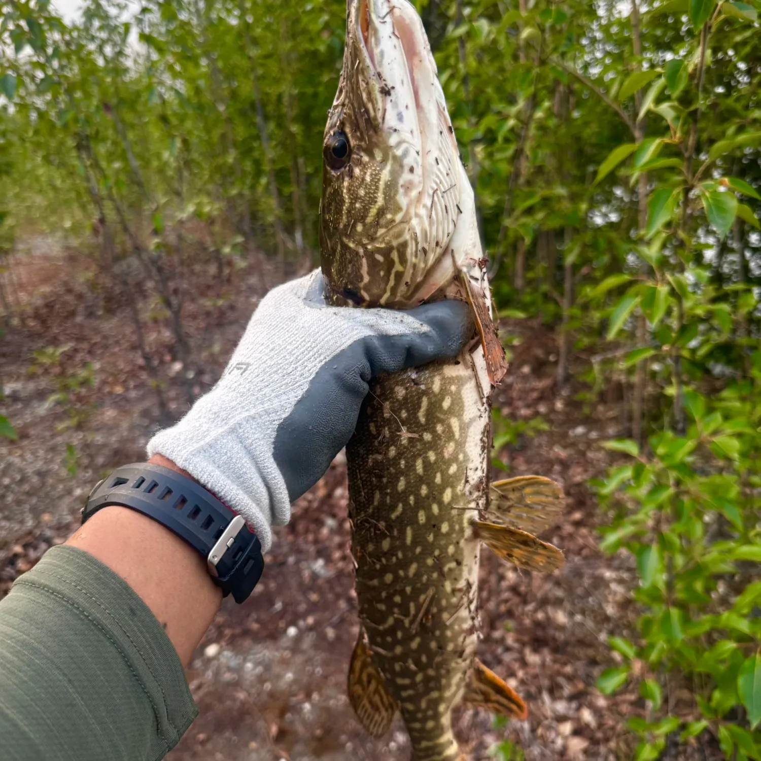 catch