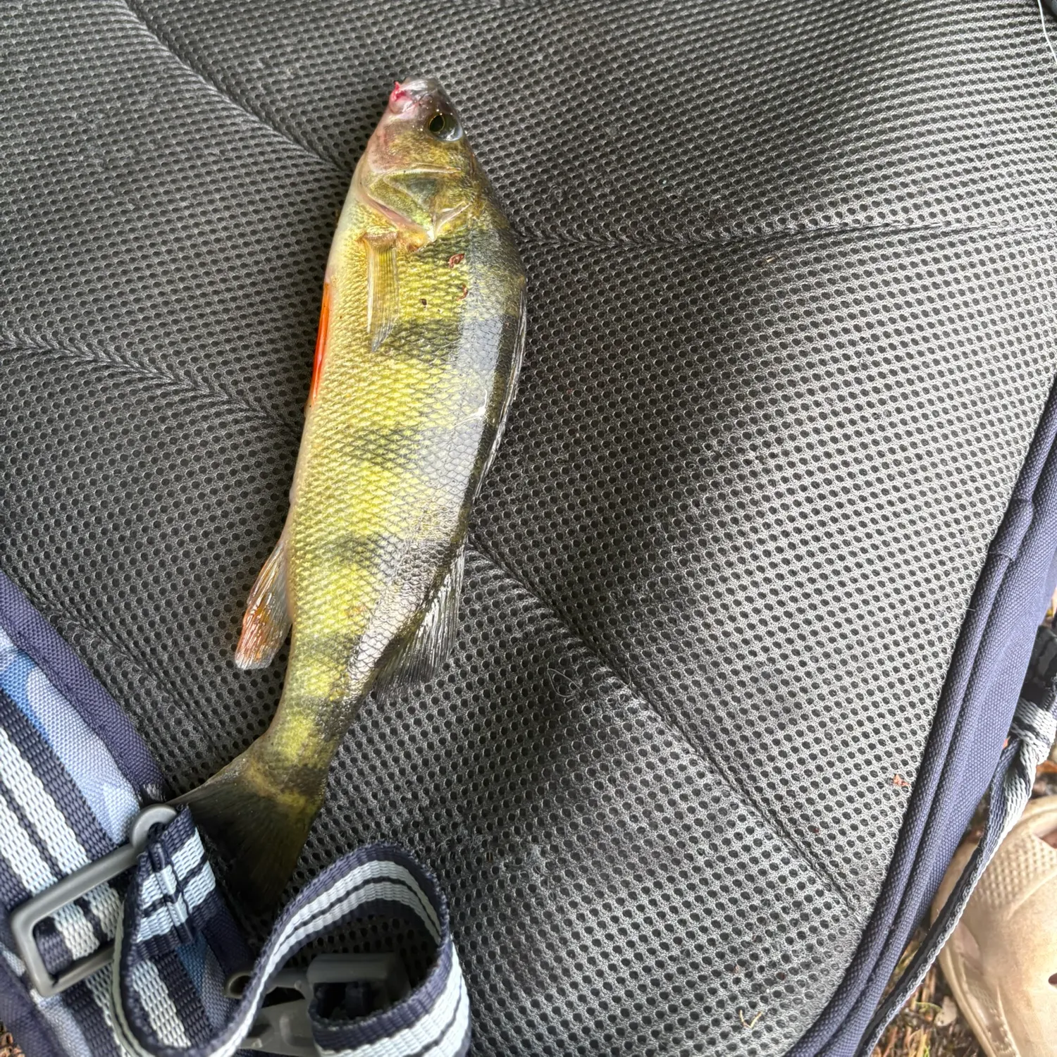 Yellow perch caught on Fishbrain