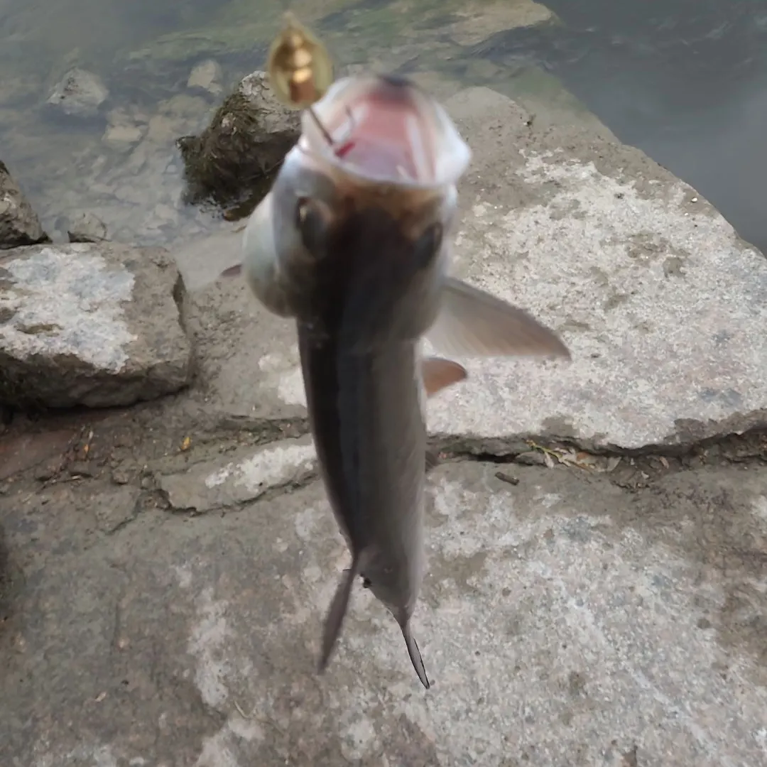 The most recent Asp catches on Fishbrain