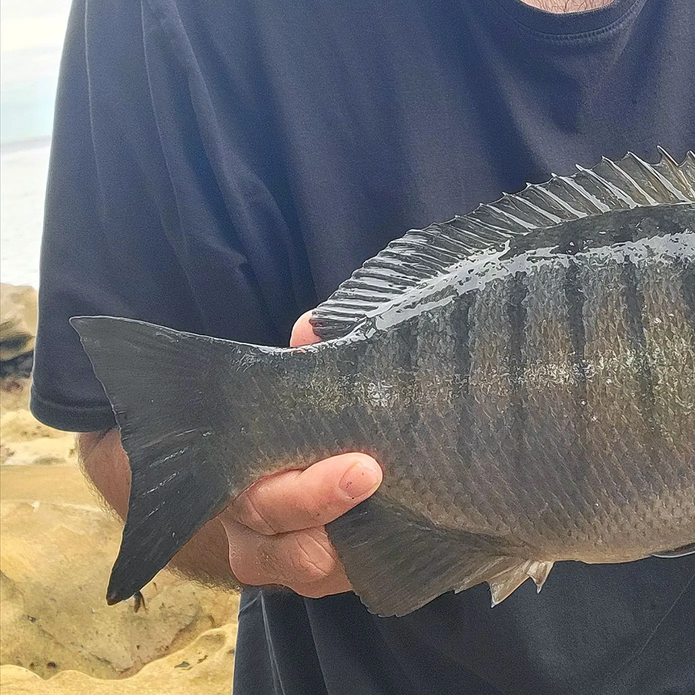The most recent Luderick catches on Fishbrain