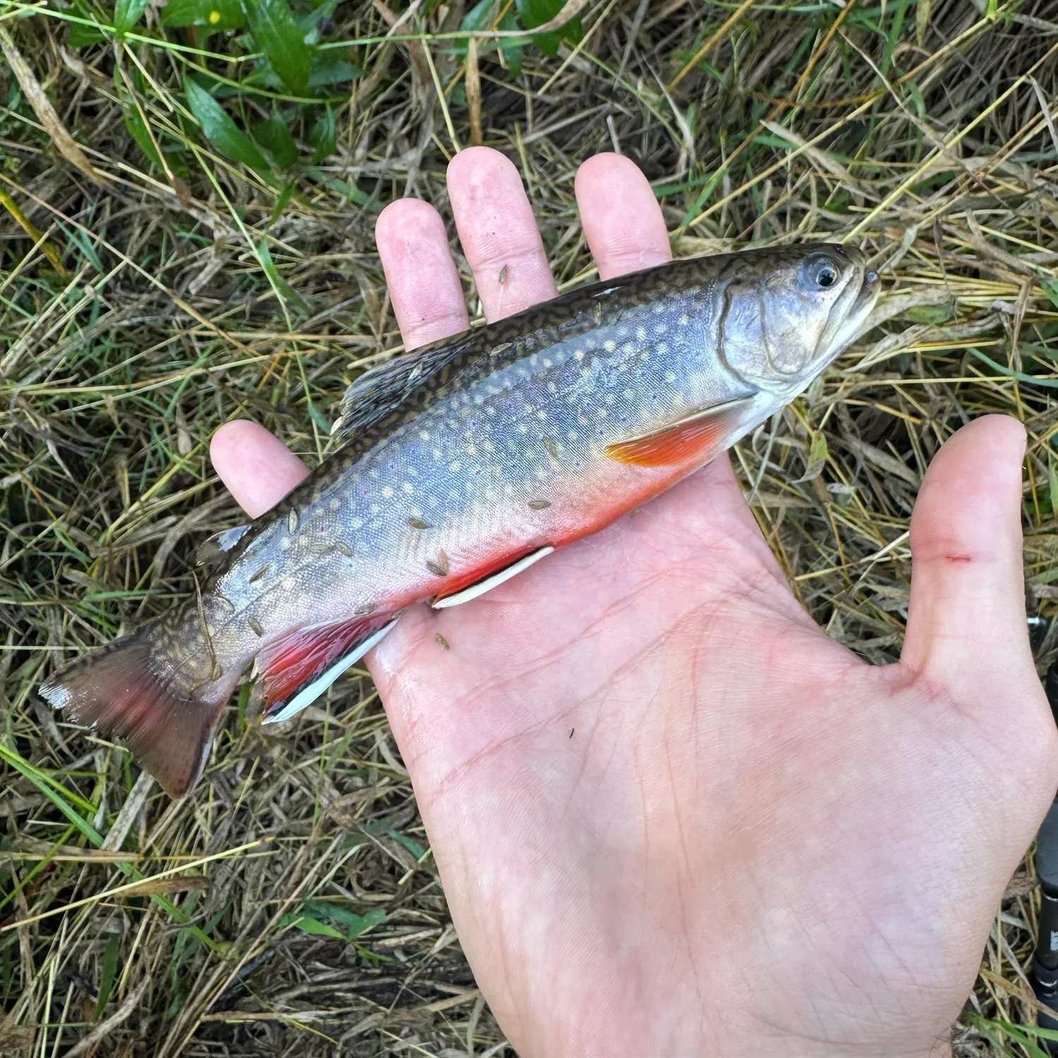 Brook trout caught on Fishbrain