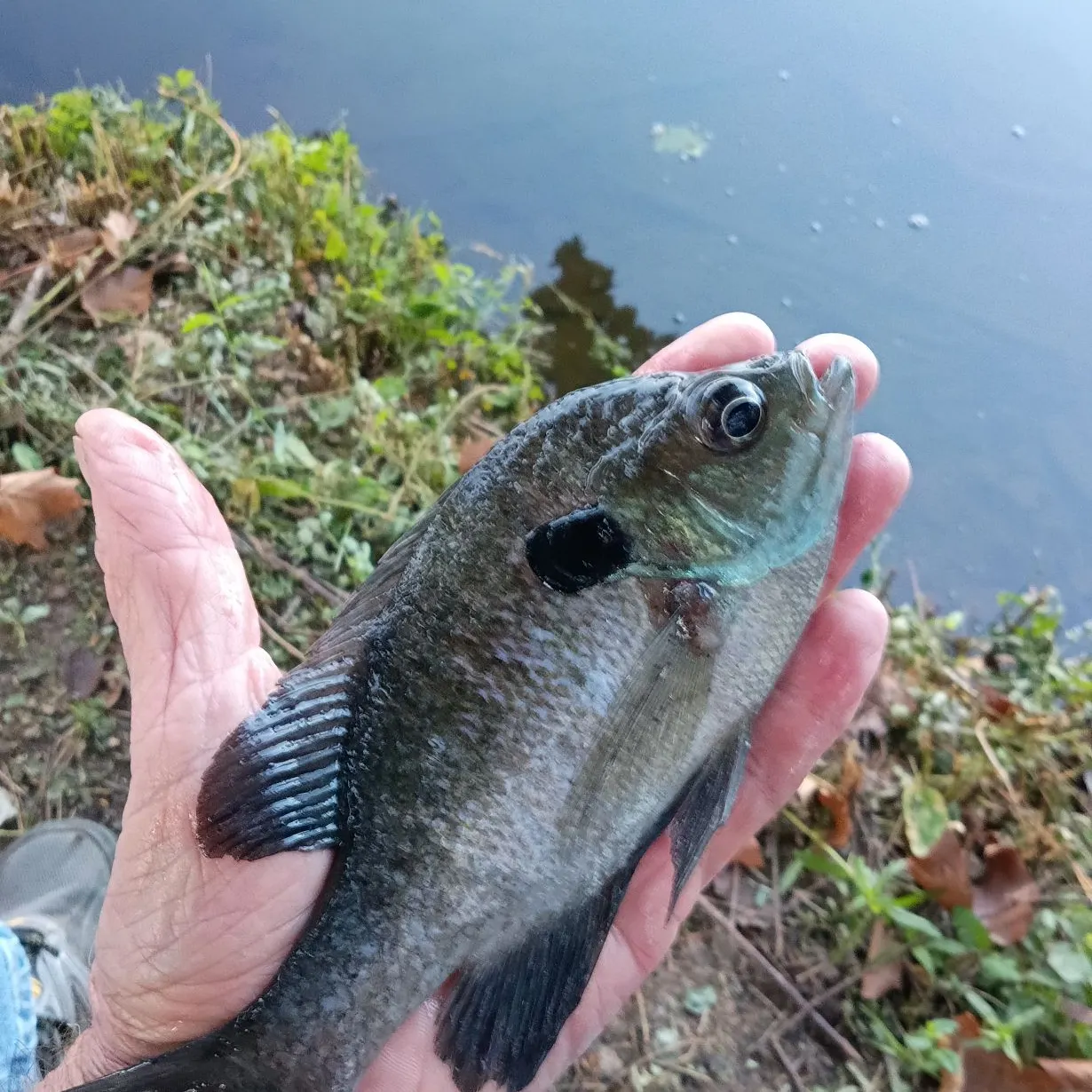 Bluegill caught on Fishbrain