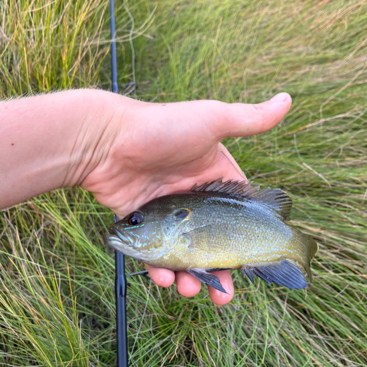 Green sunfish caught on Fishbrain