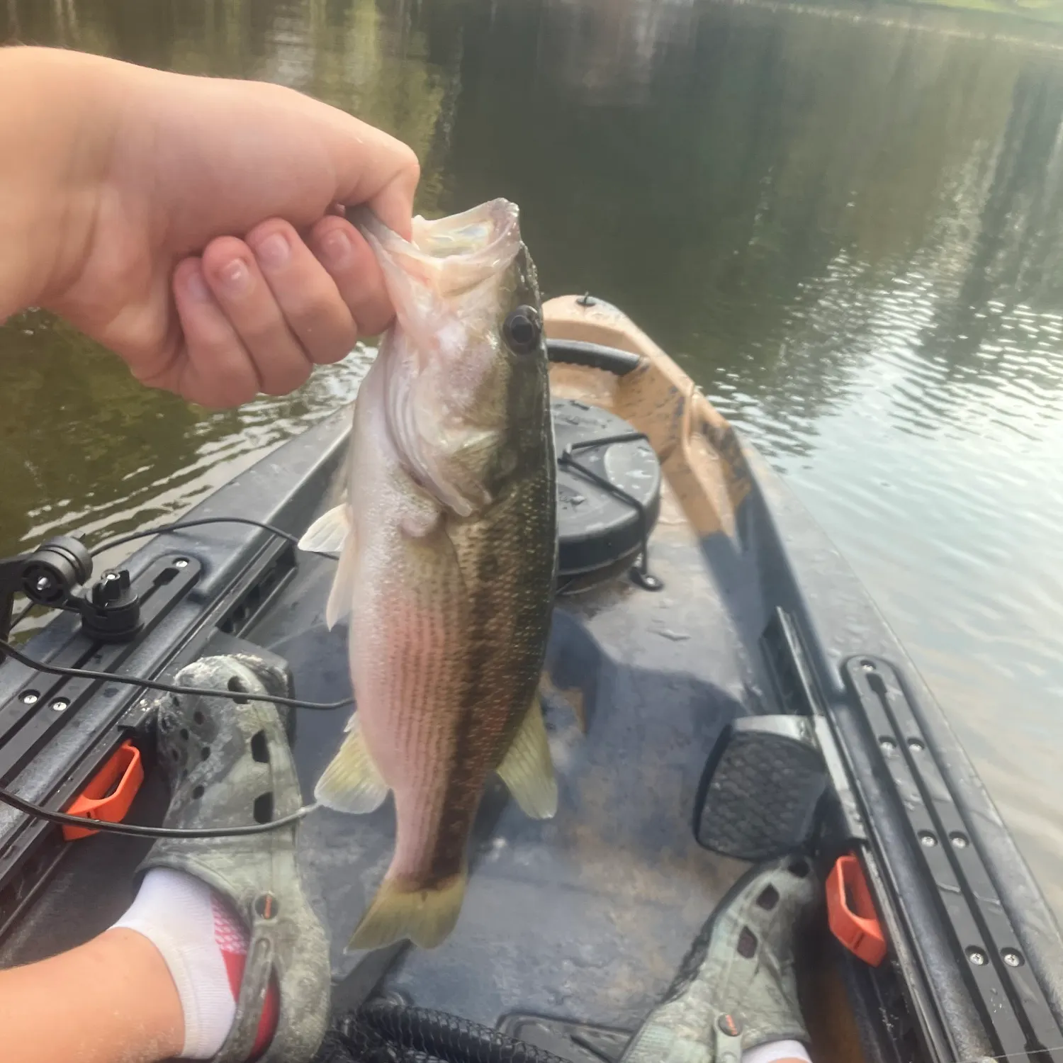 Spotted bass caught on Fishbrain