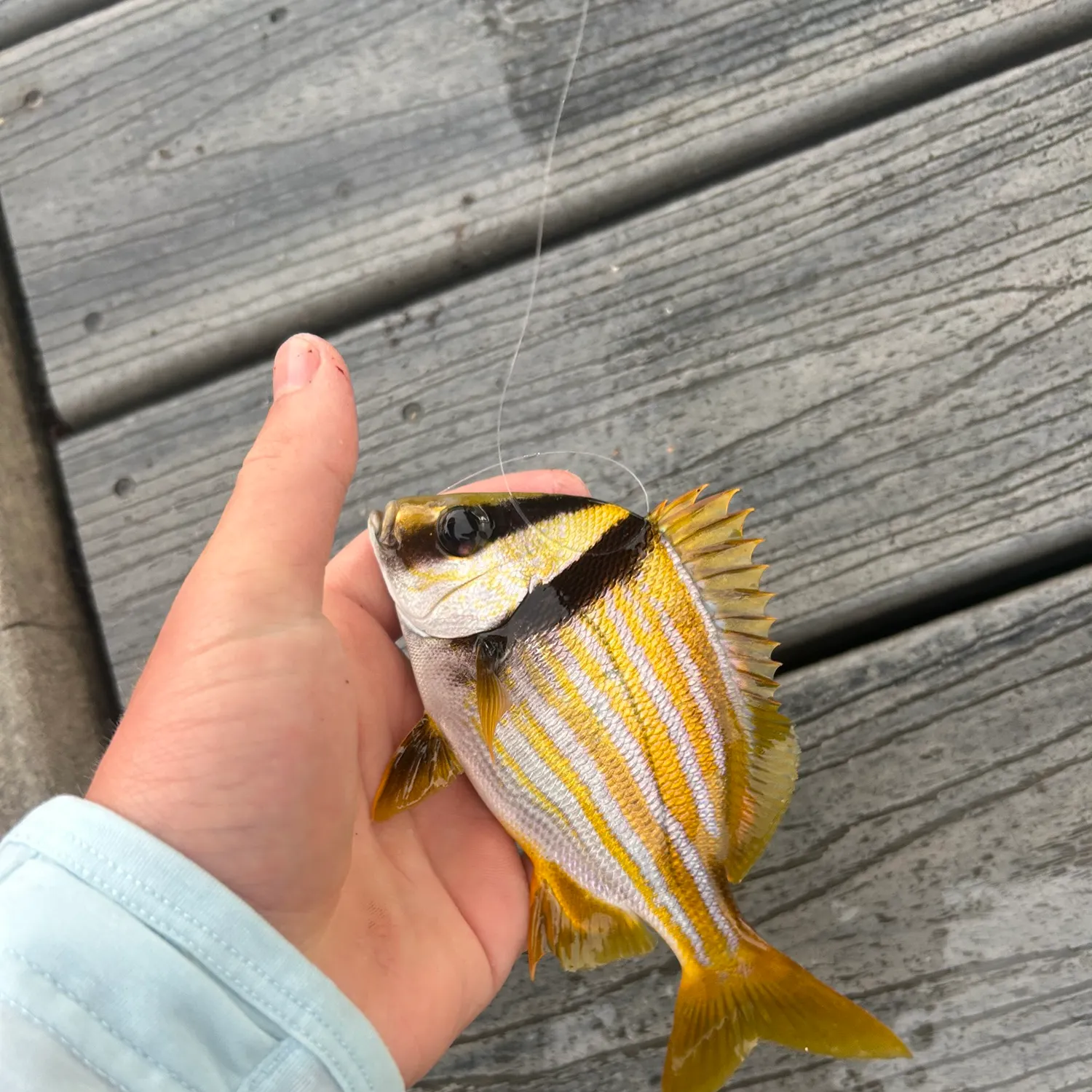 Atlantic porkfish caught on Fishbrain
