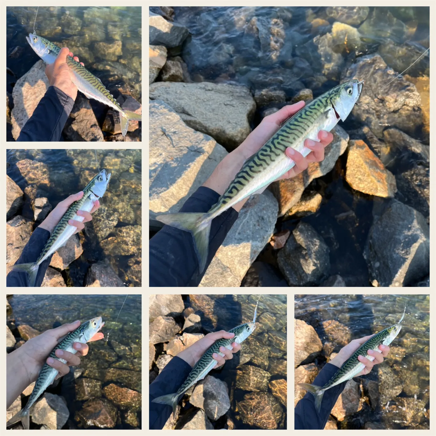 recently logged catches