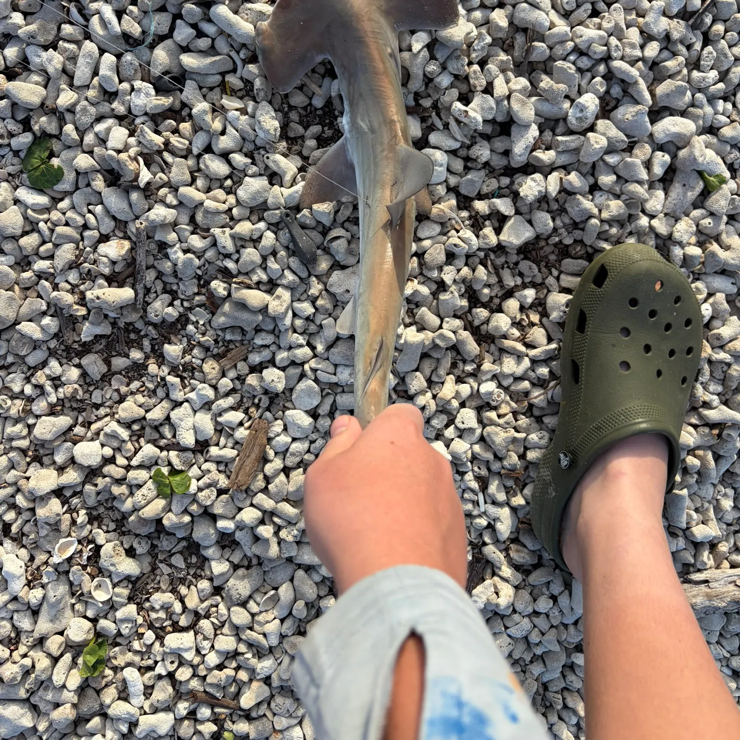 The most recent Scalloped hammerhead shark catches on Fishbrain