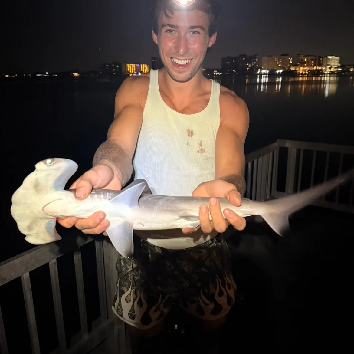 The most recent Smooth hammerhead shark catches on Fishbrain