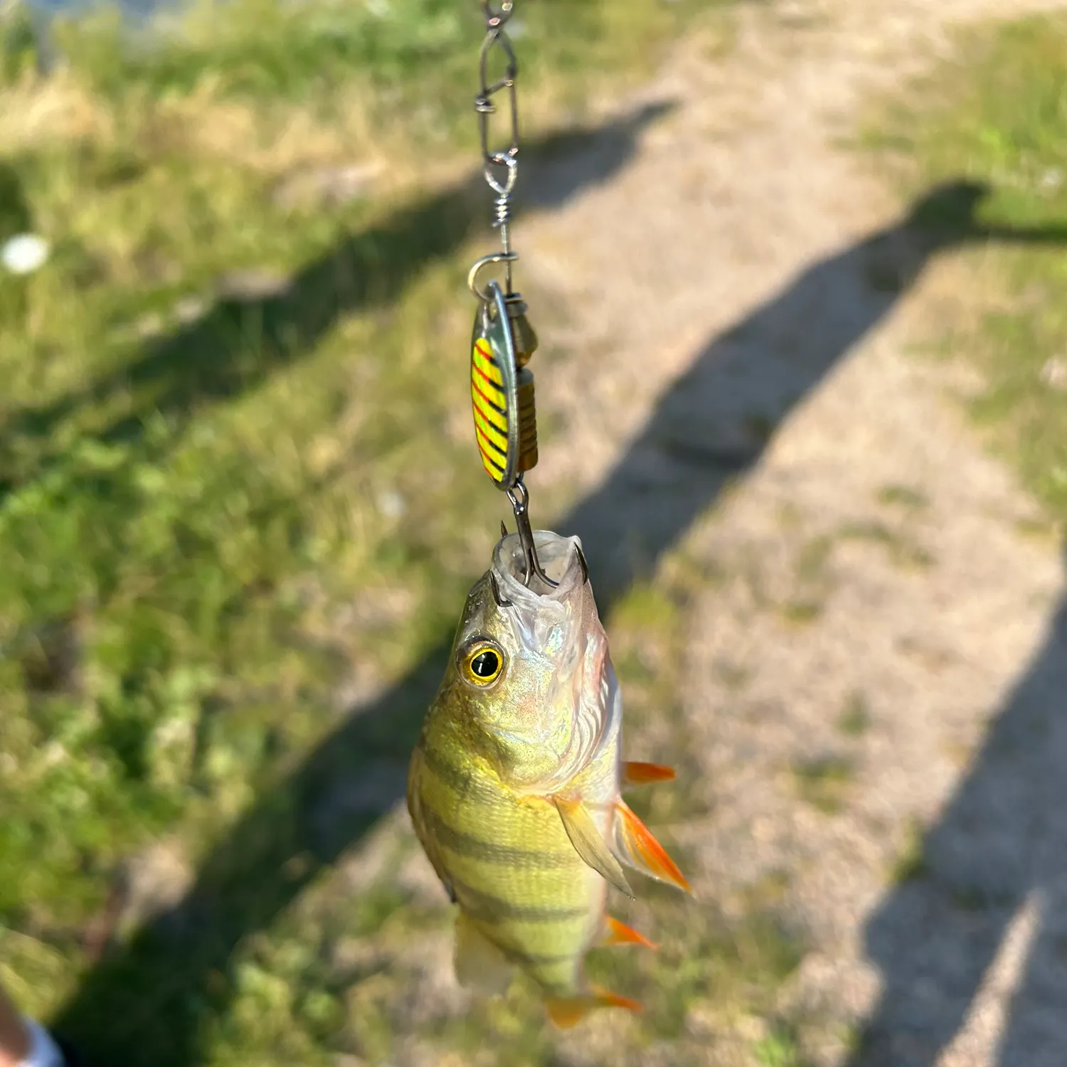 European perch caught on Fishbrain