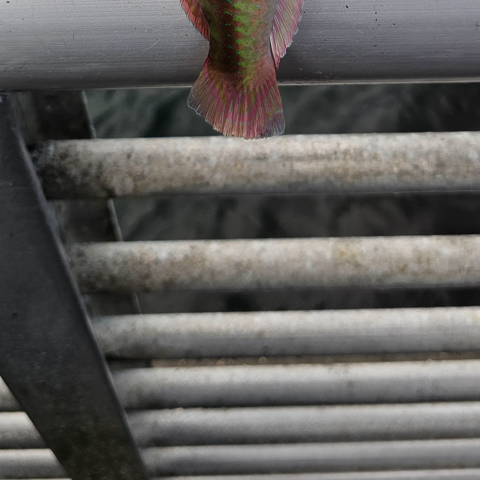 The most recent Slippery dick wrasse catches on Fishbrain