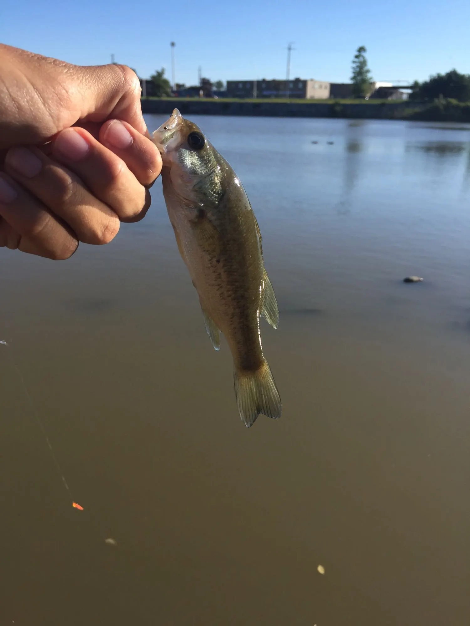 Post image from Thepanfisherman