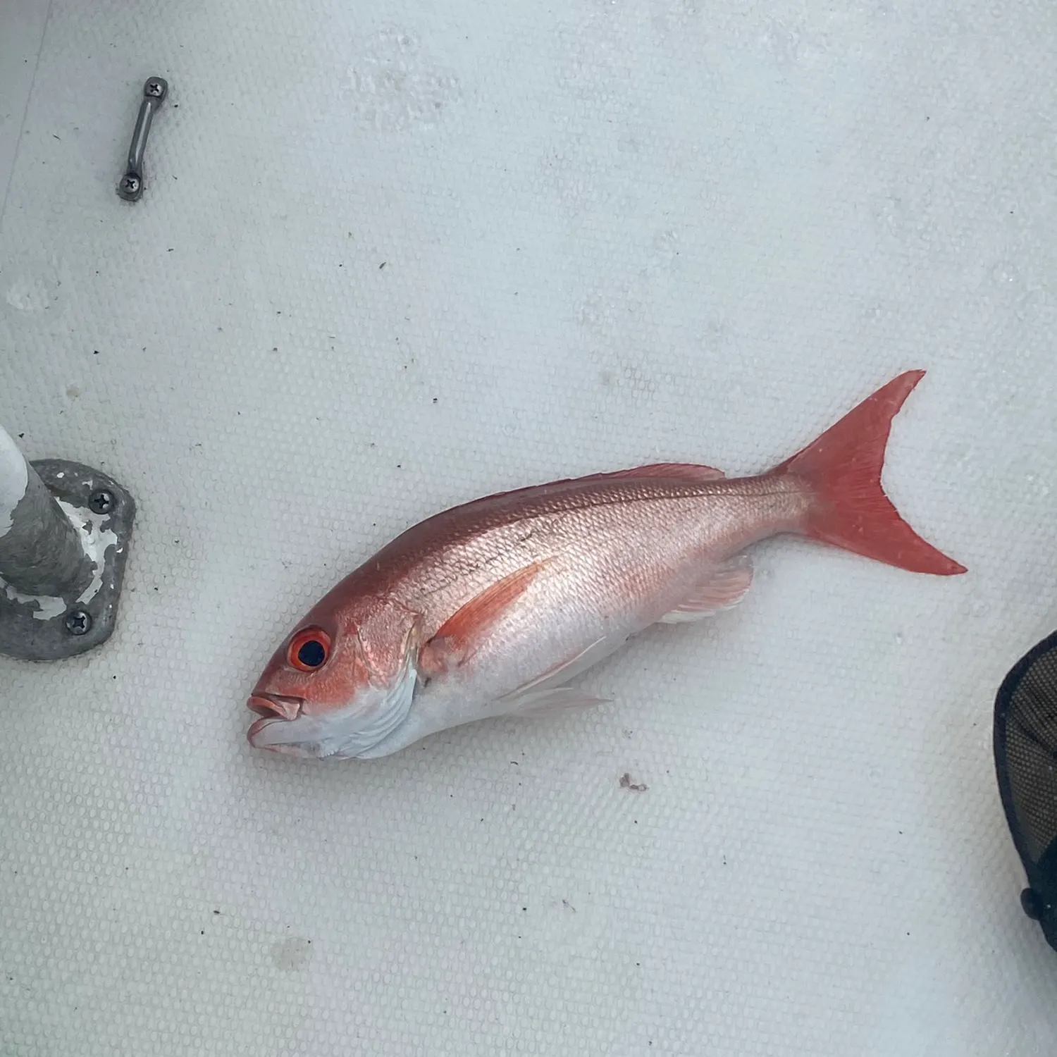 The most recent Vermilion snapper catches on Fishbrain