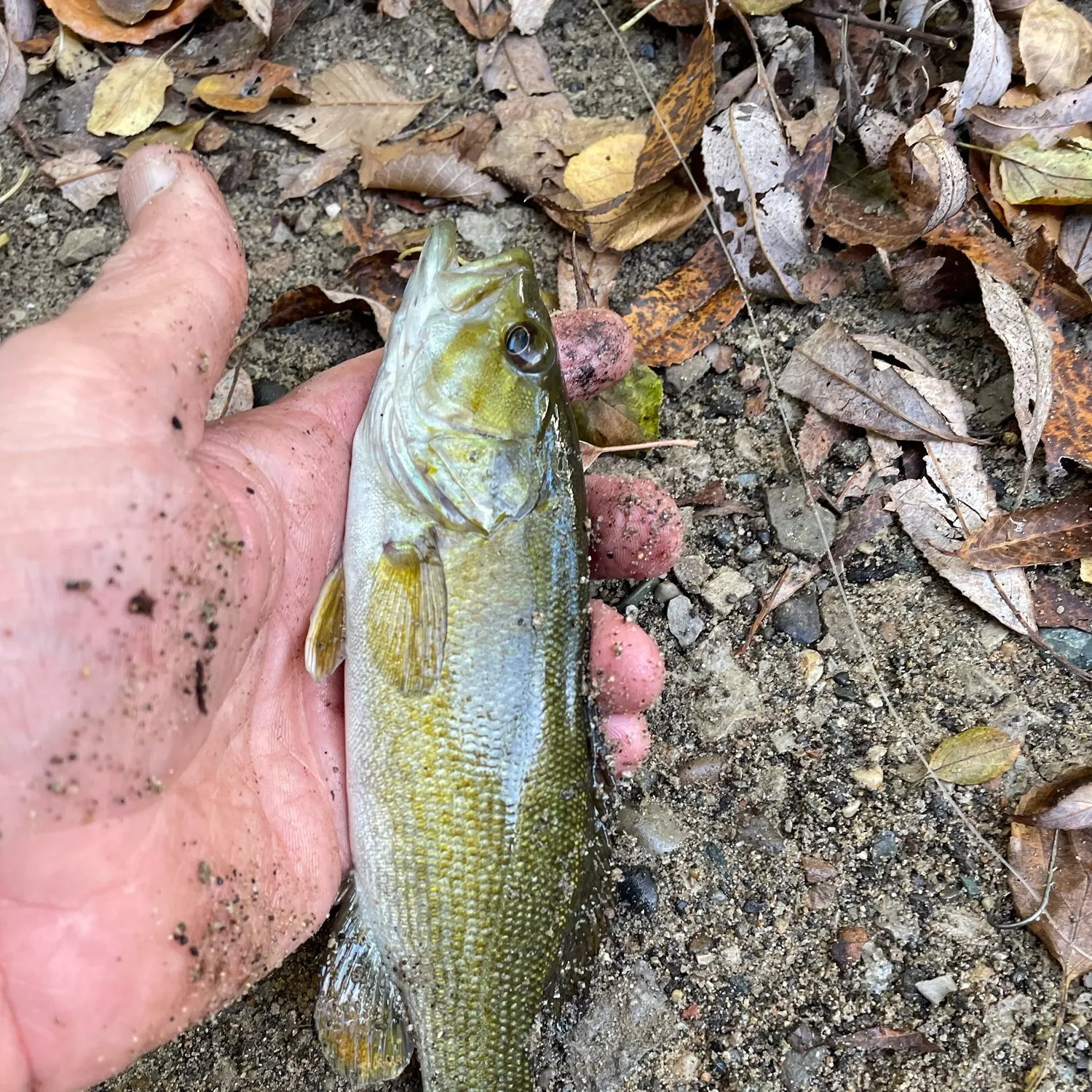 Smallmouth bass caught on Fishbrain