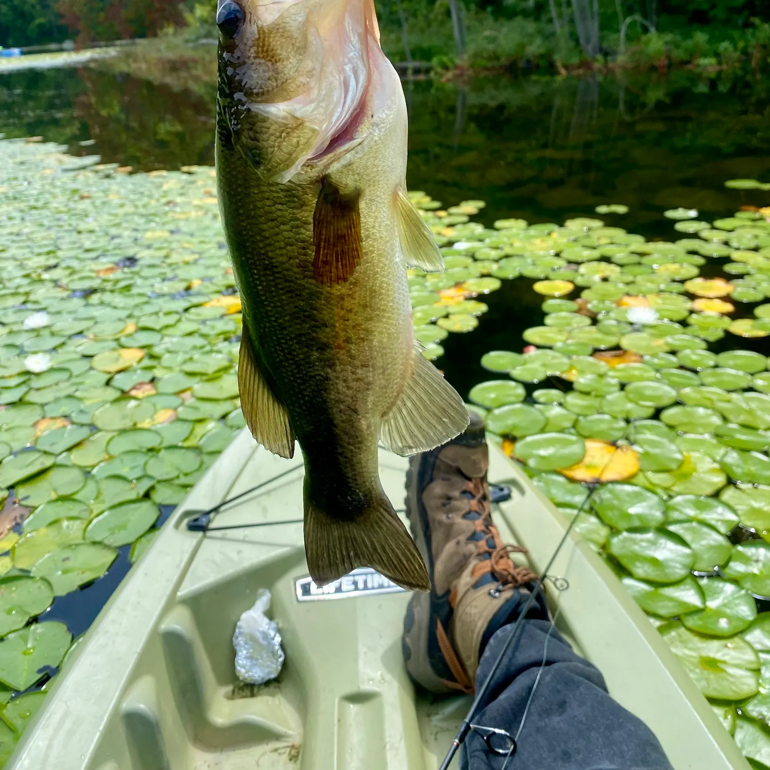 Largemouth bass caught on Fishbrain
