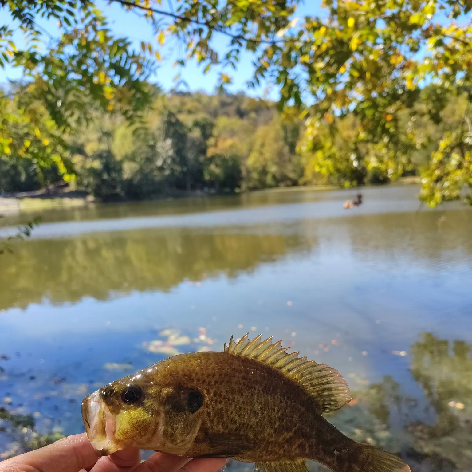 Warmouth caught on Fishbrain