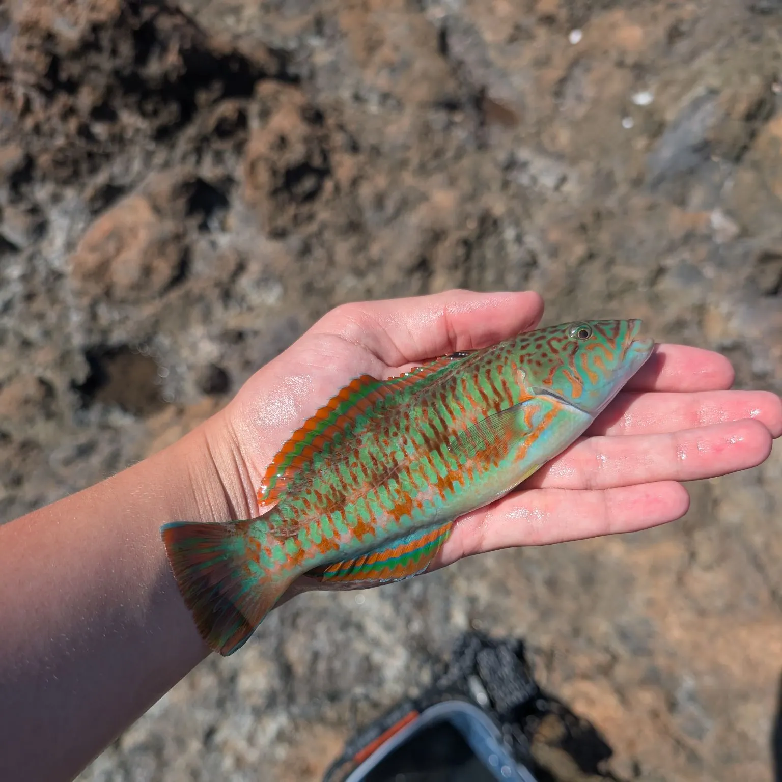 The most recent Surge wrasse catches on Fishbrain