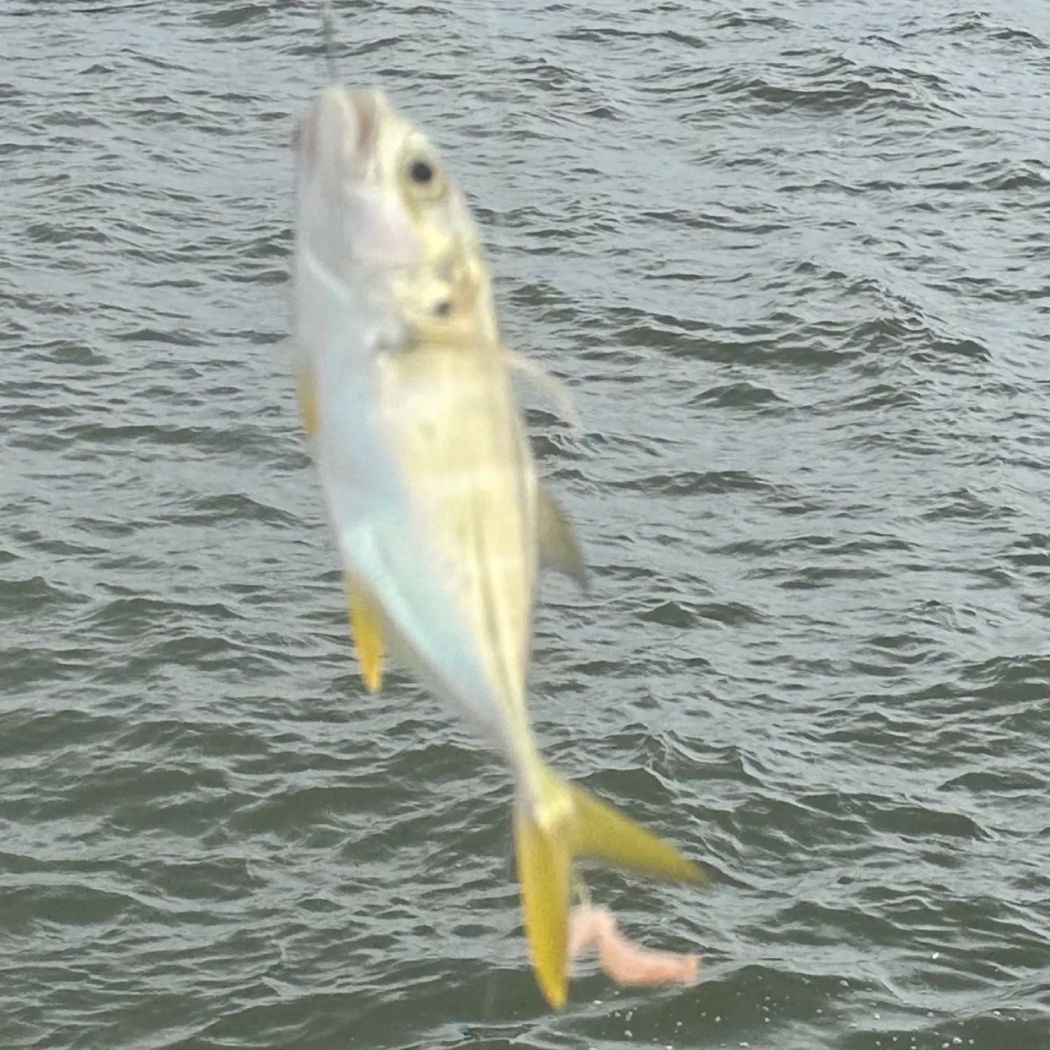 most liked catch image