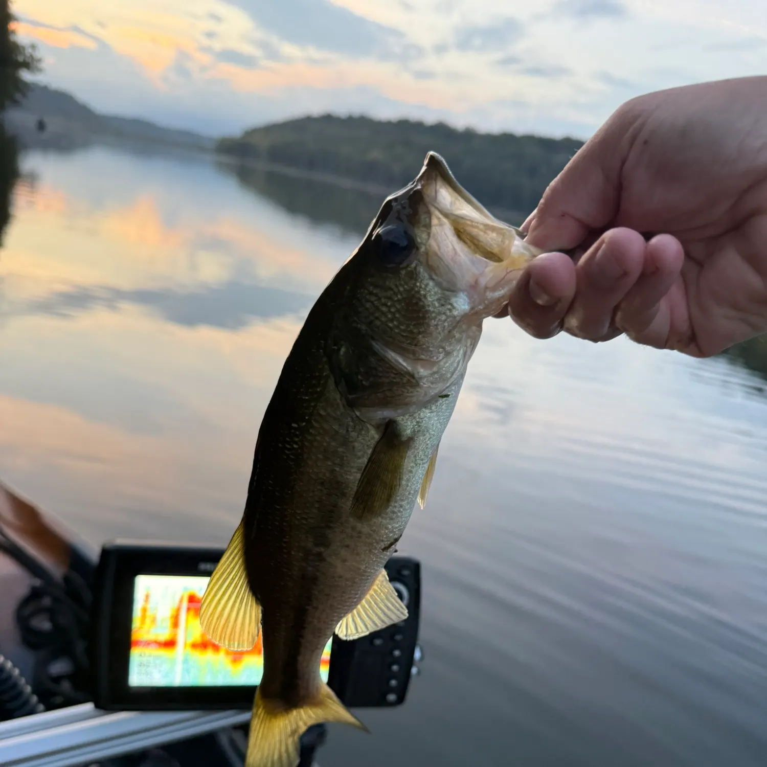 Largemouth bass caught on Fishbrain